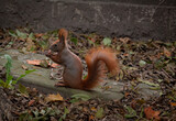 Fototapeta Paryż - dzika wiewiórka mieszkająca w lesie