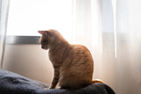 Fototapeta Koty - brown tabby cat sitting on a sofa by the window. profile view. close up