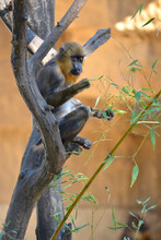 Young Mandrill (Mandrillus Sphinx) Sitting In A Tree