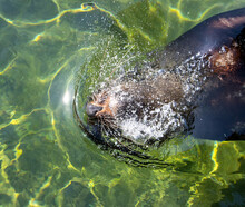 The Brown Fur Seal (Arctocephalus Pusillus) Swim In Water
