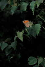 Vertical Shot Of An Orange Butterfly On Green Leaves On A Black Background