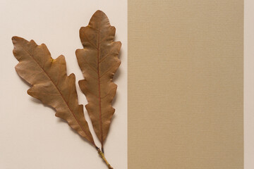 two oak leaves with space