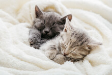 Family Couple Cats Resting Together. Two Gray And Tabby Beautiful Domestic Kitten In Love Hugging. 2 Sleepy Kittens With Paws Sleep Comfortably In White Blanket