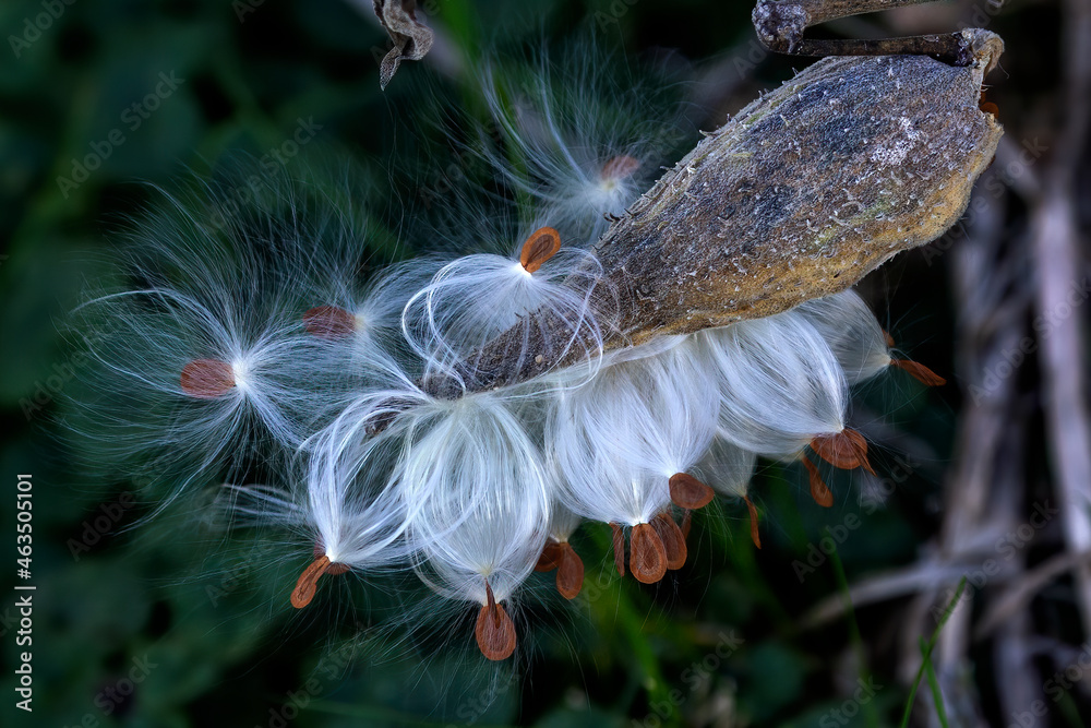 Common milkweed (Asclepias syriaca) knows as butterfly flower, silkweed,  silky swallow-wort, and Virginia silkweed, is a species of flowering plant.  Stock Photo | Adobe Stock