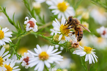 Sticker - bee on daisy