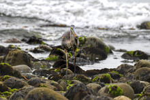 Gray Heron Perched On A Rock By Ventura Beach