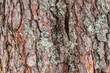 The texture of the bark of a spruce tree. Background