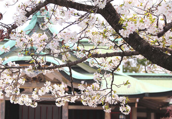 Poster - Blooming sakura trees with white flowers. Cherry blossoming season in Japan