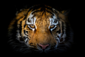 Poster - Tiger portrait on a black background. View from the darkness