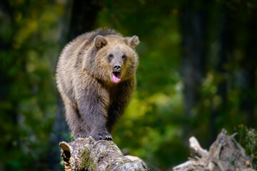 Wall Mural - Baby cub wild Brown Bear (Ursus Arctos) on tree in the autumn forest. Animal in natural habitat