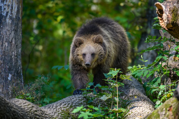 Baby cub wild Brown Bear (Ursus Arctos) on tree in the autumn forest. Animal in natural habitat