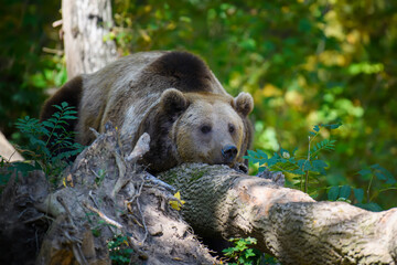 Wall Mural - wild brown bear (ursus arctos) sleep in the autumn forest. animal in natural habitat
