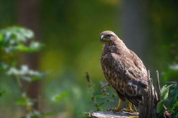 Wall Mural - Common buzzard sitting on hemp. Danger animal in nature habitat