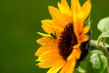 Sunflower And Grasshopper 