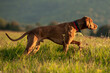 Beautiful male hungarian vizsla hunting dog pointing. Hunting dog in point side view.
