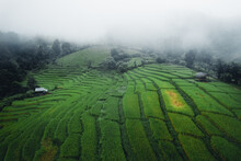 Rice And Rice Fields On A Rainy Day