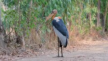 Just Chilling And Facing Towards The Left During A Windy Morning; Greater Adjutant, Leptoptilos Dubius, Buriram, Thailand.
