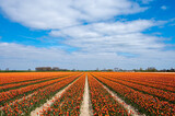 Fototapeta Tulipany - Tulip bulbs production industry, colorful tulip flowers fields in blossom in Netherlands