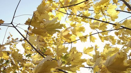 Wall Mural - yellow maple leafs on tree branches by sunny autumn day, pan camera movement