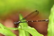 the black damselfly from indonesian new guinea