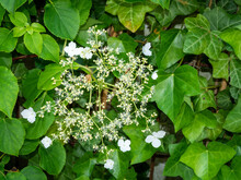 Climbing Hydrangea, Hydrangea Petiolaris, Close Up Of White Flowers Among Green Foliage, Netherlands