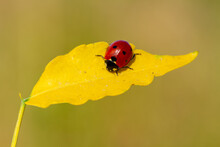 Ladybug On The Fallen Yellow Leaves In The Fall. Insects In The Wild Nature.