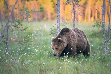 Wall Mural - brown bear (ursus arctos) walking on a finnish bog at sunset