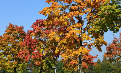 Sticker - automne coloré