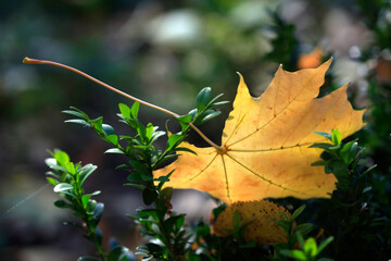 Poster - Colorful autumn nature in town