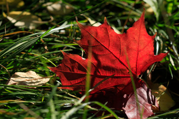 Poster - Colorful autumn nature in town