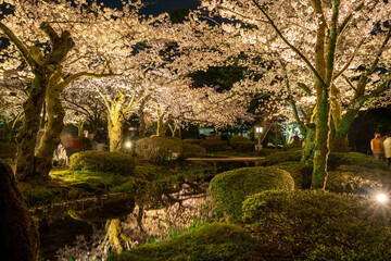 国の特別名勝　兼六園の夜桜観賞