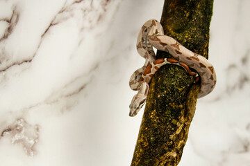 Poster - Boa imperator snake on a tree branch with a white marble wall background