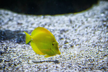 Yellow Tropical Fish Swimming In An Aquarium