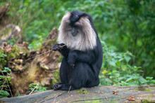 A Lion-tailed Macaque Sitting On A Tree.