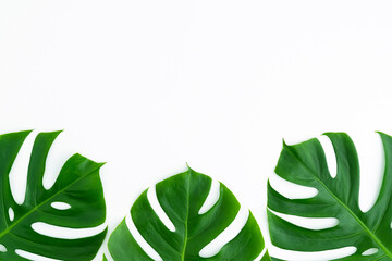  Top view with three Monstera tropical palm leaves on white background.