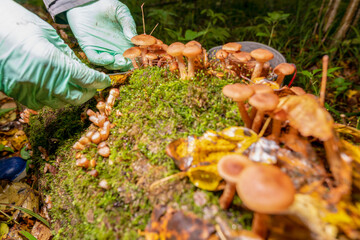 Wall Mural - Armillaria mellea mushrooms grow in large numbers on the tree under the moss. Close-up. The girl collects mushrooms.