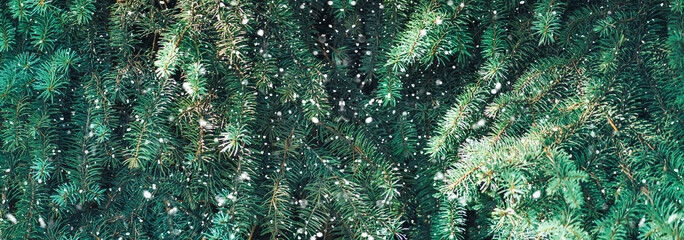 Wall Mural - christmas tree branches background with falling snow.