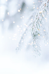 Wall Mural - background from snowy branches of christmas tree with glowing lights from garland.