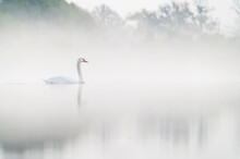 Beautiful Autumn Foggy Morning On Tha Lake With Swans Near My House