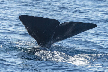 Wall Mural - Sperm Whale tail while going down at sunset