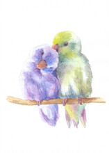 Watercolor Drawing Of Lovebirds On A Branch. Enamored Cute Gentle Parrots. Beautiful Watercolor Birds On A White Background.