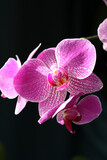Fototapeta Storczyk - Pink phalaenopsis, on a black background in the rays of the sun. Selective focus. Vertical photo.