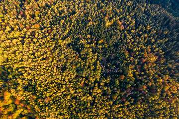 Wall Mural - Top down aerial view of carpathian mountains covered with trees colored into fall colors The gorgeous warm colors of fall foliage
