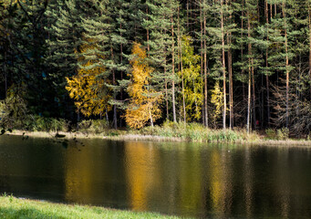  autumn landscape, beautiful autumn lakeside on a sunny day