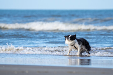  Border collie dog running in the blue water and enjoying the sun at the sand beach. Dog having fun at sea in summer.	
