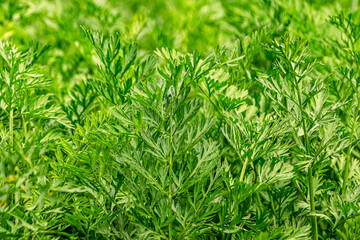 green background carrot leaves texture