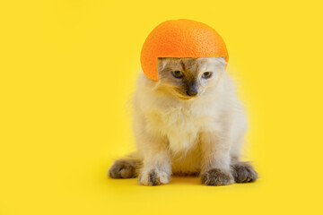 Wall Mural - Fluffy kitten white cat In helmet made of orange Isolated on color Yellow background with copy space. Creative concept funny Domestic cat pet Animal in helmet fruit hat as super hero cat.