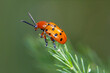 Crioceris duodecimpunctata or Spotted Asparagus Beetle is a species of shining leaf beetles from the family Chrysomelidae, subfamily Criocerinae. It feeds on Cucurbitaceae and asparagus species.