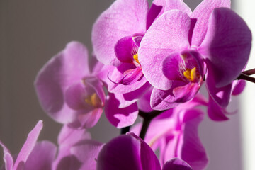 Wall Mural - pink orchid on the window in backlight