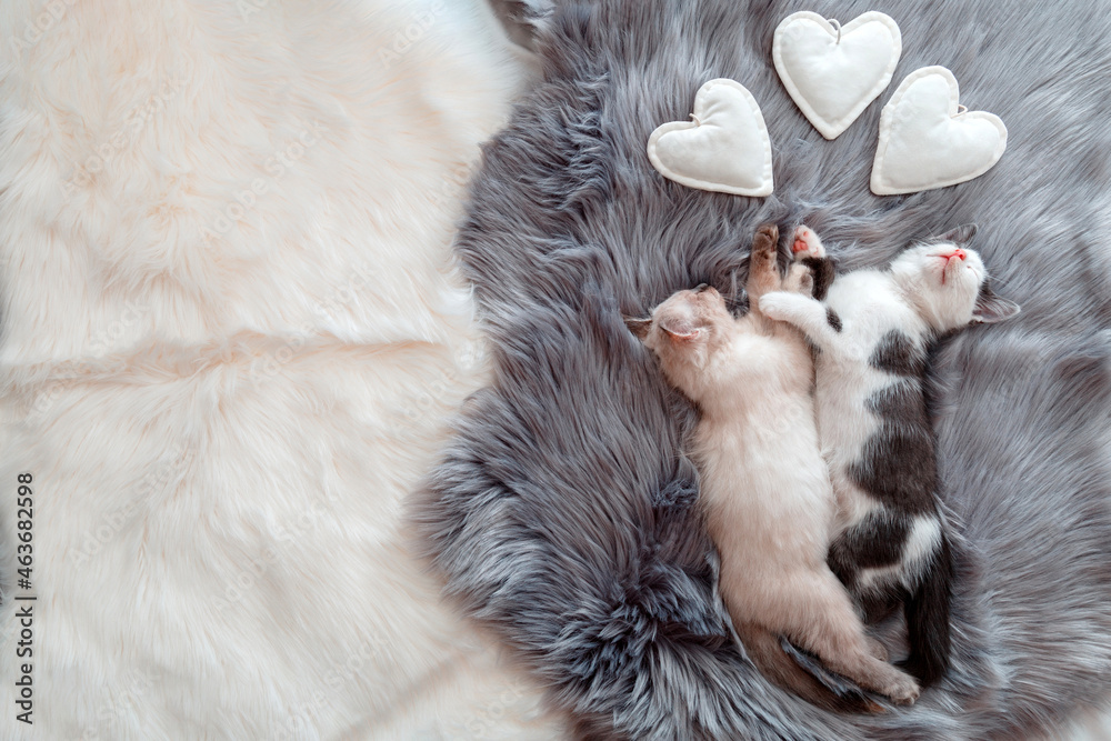 Couple little kittens in love sleep together hug on gray fluffy plaid ...